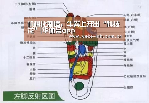 华体会app